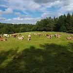 Waldviertel Auszeit - Lichtung Im Wald - Alleinlage Prázdninový dům *
