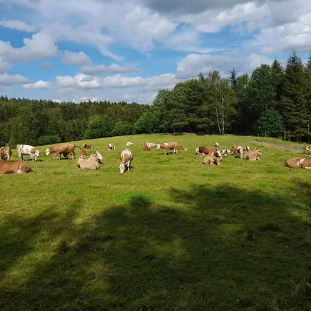 Waldviertel Auszeit - Lichtung Im Wald - Alleinlage Holiday home *