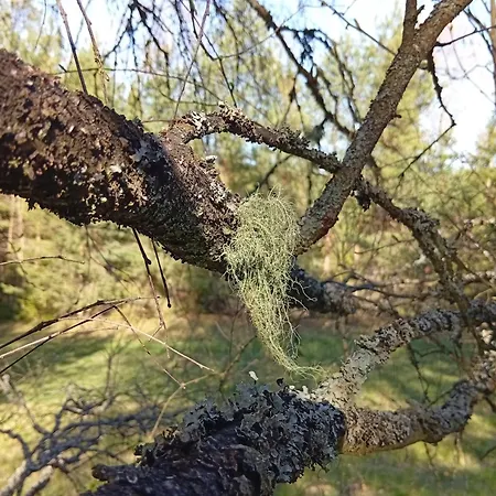 Holiday home Waldviertel Auszeit - Lichtung Im Wald - Alleinlage Scheiben